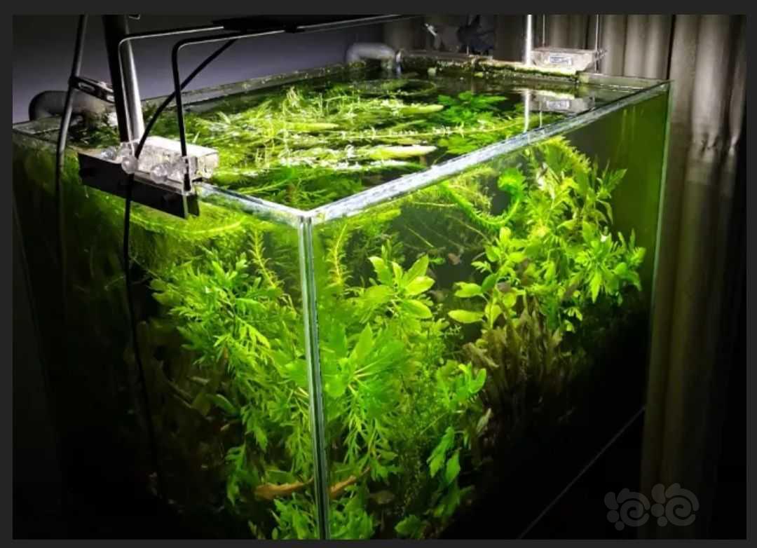 草缸生态学专业草缸讲解2.植物可以净化水质-图3