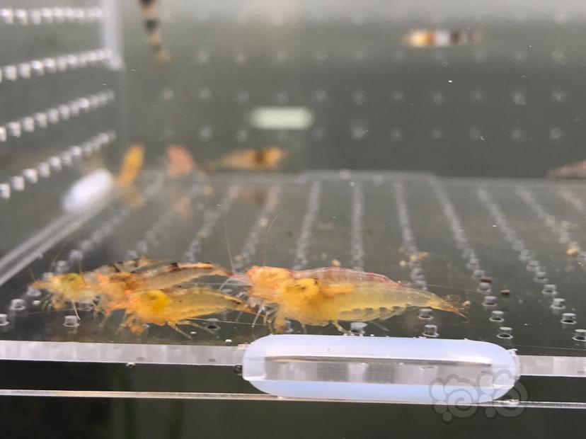【虾】2021-5-24#RMB拍卖#橙眼水晶虾一份24只-图4