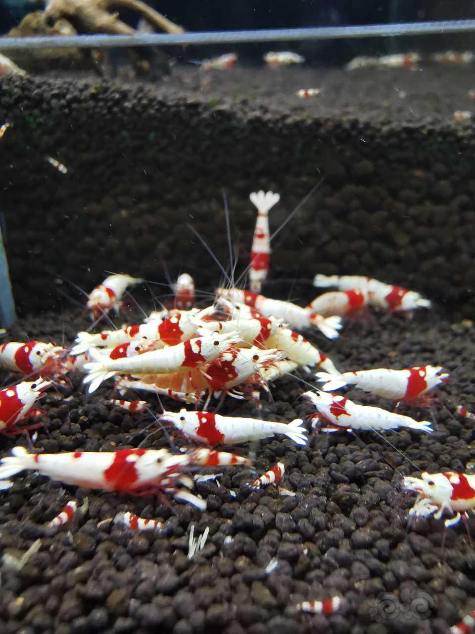 【虾螺】出售:纯血红白水晶虾-图4