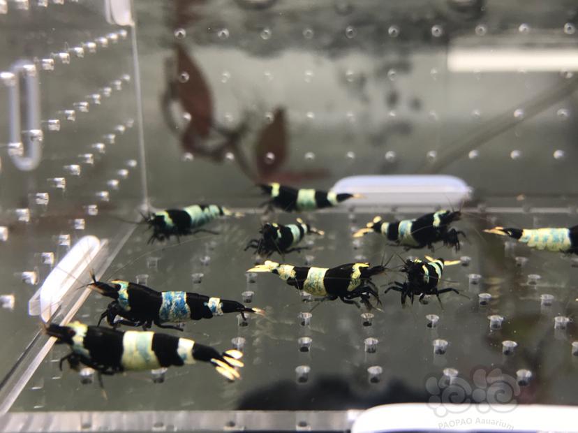 【虾】2021-5-31#RMB拍卖#黑金刚水晶虾一份12只-图3
