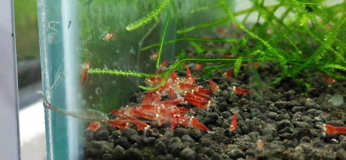 出圣诞红全红水晶虾-图1