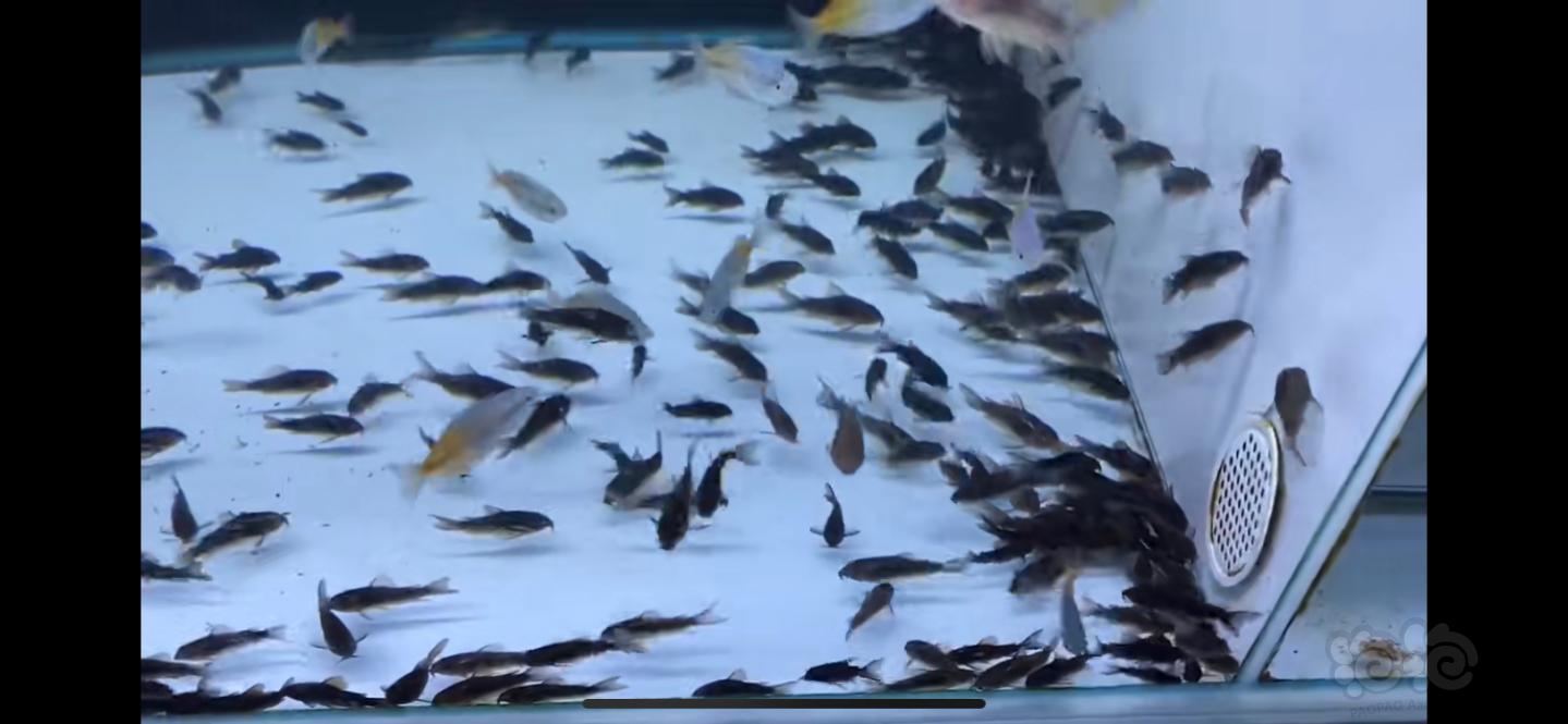 【水晶虾】特惠非洲巨网虾，宝莲灯鱼委内瑞拉黑鼠鱼黑白双星火焰铅笔-图5