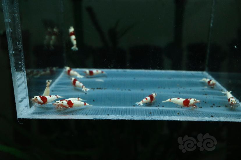 【虾】2021-05-25#RMB#拍卖红白水晶虾压成20只-图1