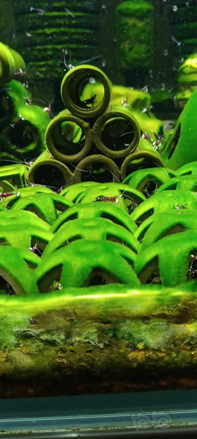 短绒藻，苏虾藻，藻源-图4