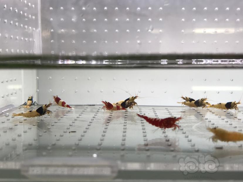 【虾】2021-5-20#RMB拍卖#精品杂虾水晶虾一份19只-图1