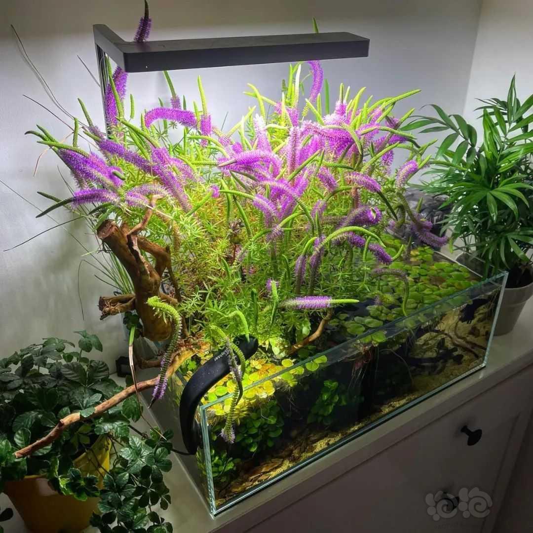 出水开紫花的是什么植物啊？-图1