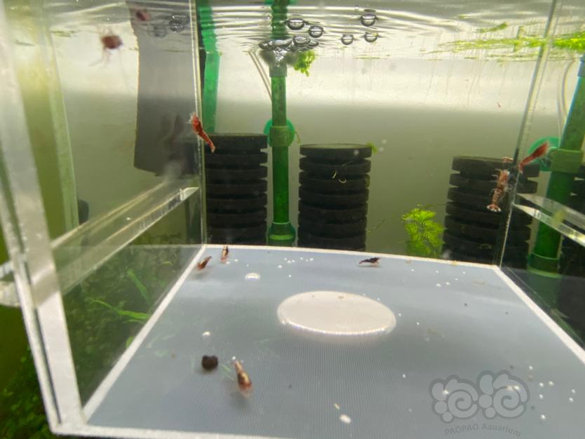 【虾】2021-05-13#RMB拍卖#深红银河小虾10只-图4