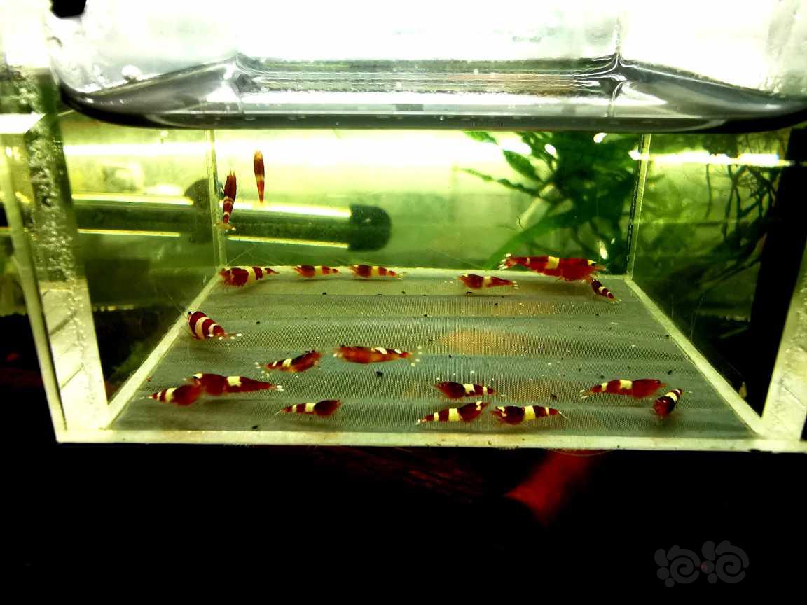 【虾】2021-5-17#RMB拍卖酒红水晶虾19只-图3