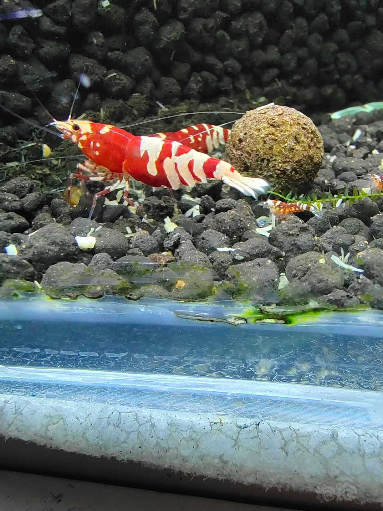 红花虎水晶虾-图12
