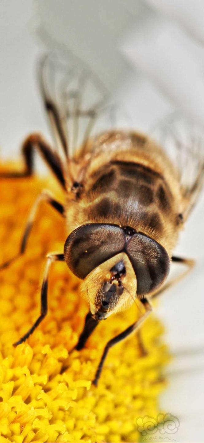 超级手机壁纸：大自然中的小昆虫是多么的神奇！2K原图无水印-图8