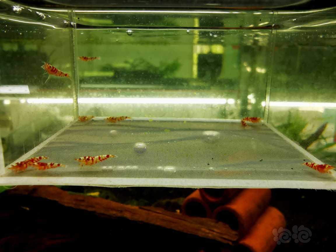 【虾】2021-05-30#RMB拍卖红花虎苗子10只-图2