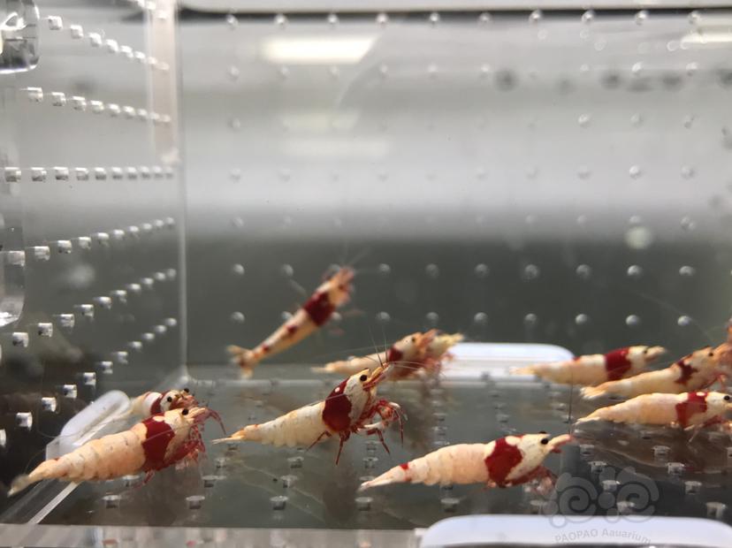 【虾】2021-5-30#RMB拍卖#纯血红白水晶虾一份15只-图7