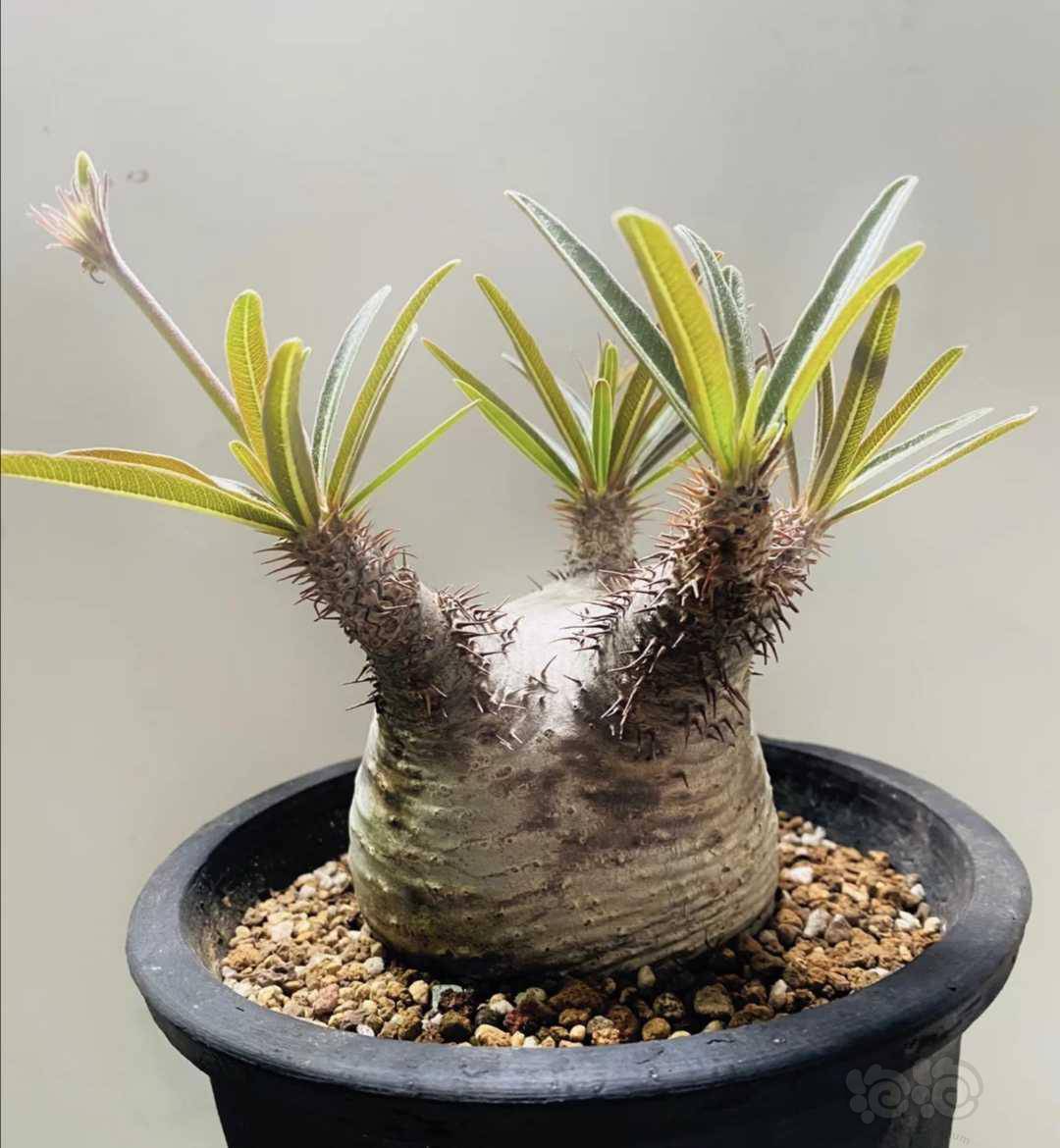 其他象牙宫块根植物