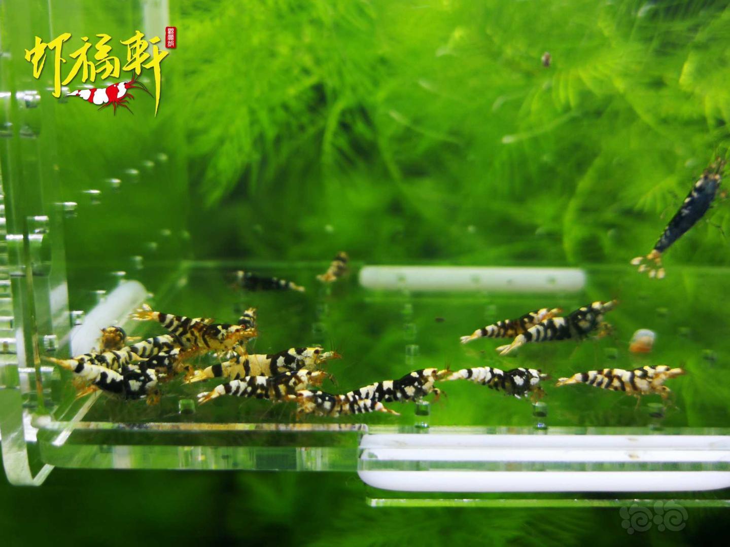 【虾】2021-05-11#RMB拍卖#黑花虎淘汰苗18只-图1