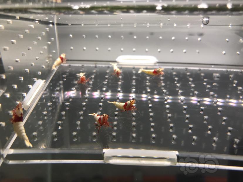 【虾】2021-05-25#RMB#拍卖纯血红白水晶虾15只一份-图2