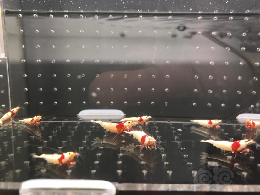 【虾】2021-05-25#RMB#拍卖纯血红白水晶虾15只一份-图7