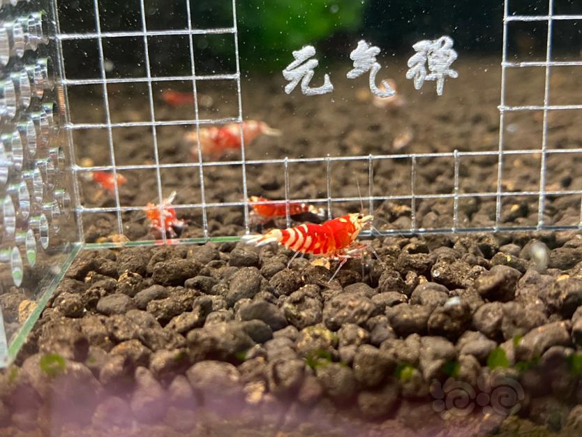 【虾】2021-5-28#RMB拍卖#太极红花虎4只-图4