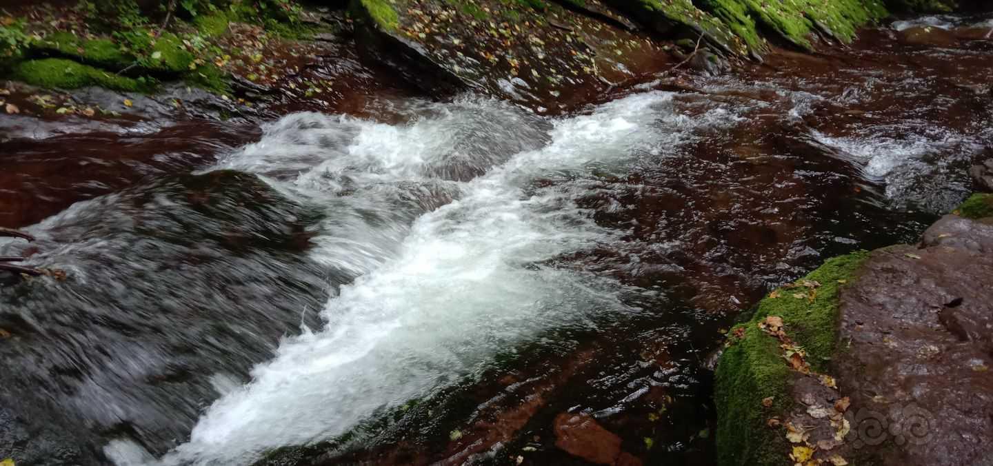 今天心情好 送水草液肥 泡泡水族