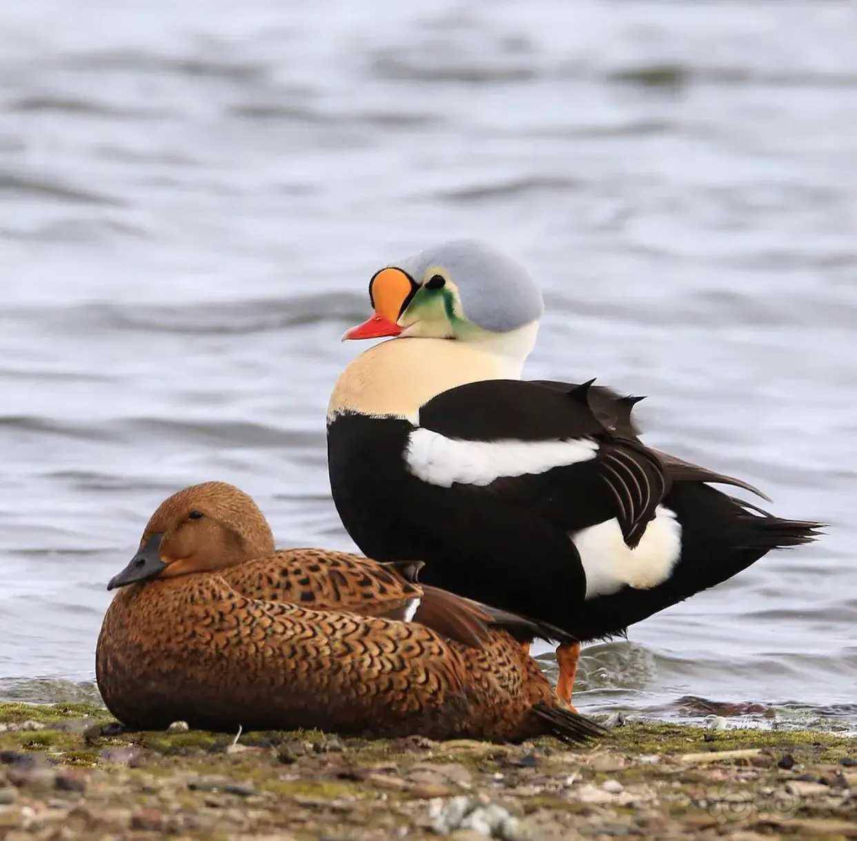 动物世界王绒鸭kingeider分布于北极海岸在北欧