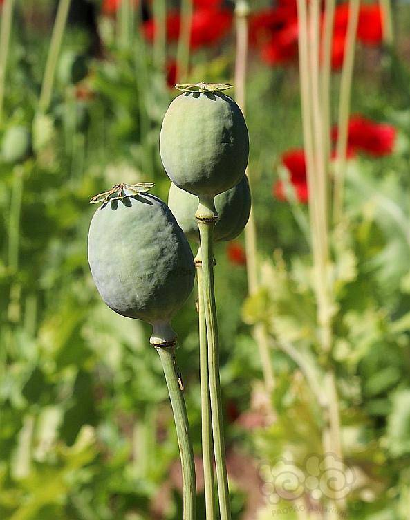 实拍罂粟花