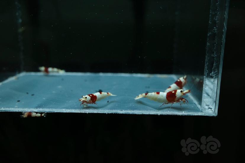 【虾】2021-05-05#RMB#拍卖 红白水晶虾6只-图1