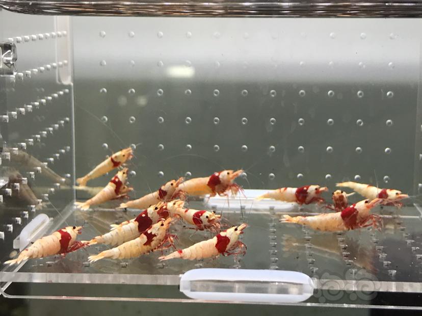【虾】2021-5-30#RMB拍卖#纯血红白水晶虾一份15只-图1