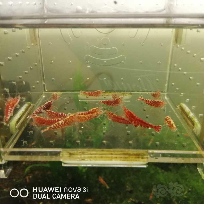 【虾】2021-05-24＃RMB拍卖红银向淘汰虾15只-图2