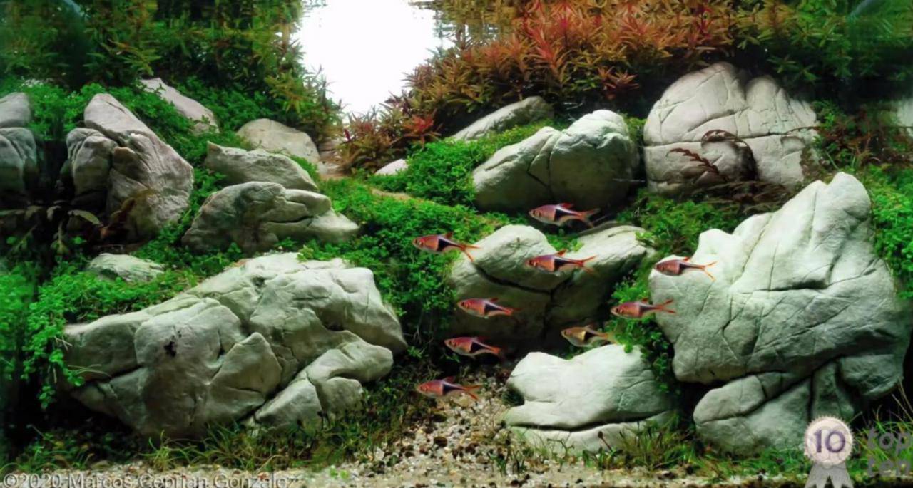 实用水草百科系列 泡泡水族