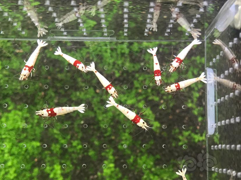 【虾】2021-5-17#RMB拍卖#纯血红白水晶虾一份20只-图5