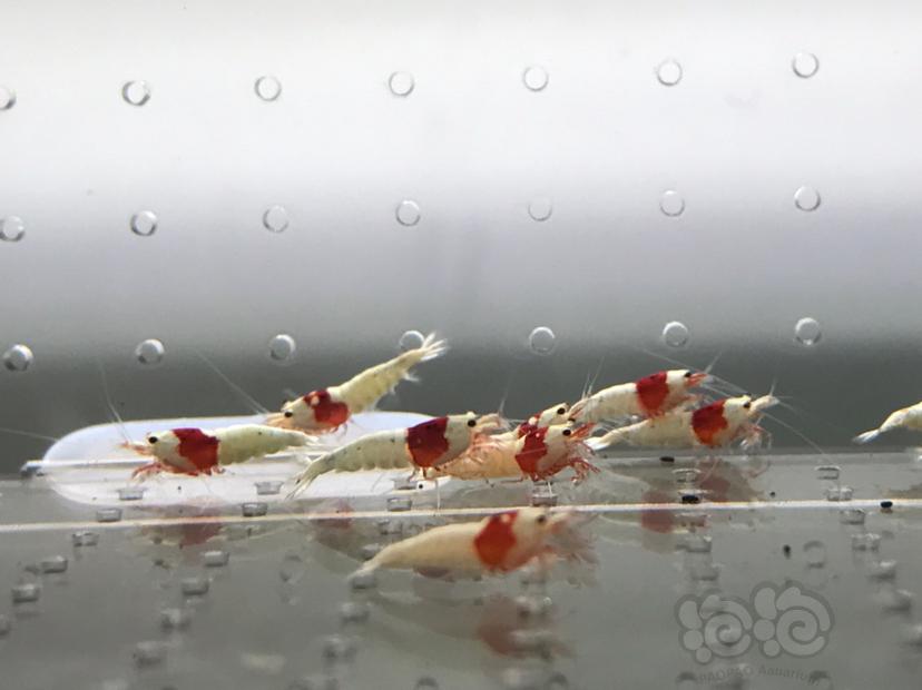 【虾】2021-5-30#RMB拍卖#红白水晶虾小苗子一份12只-图9