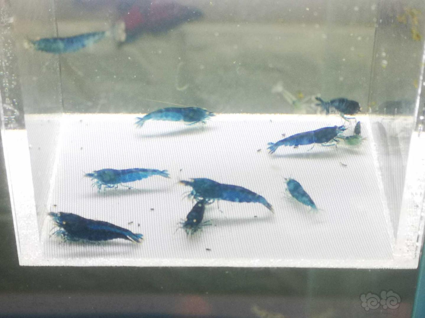 【虾】2021-05-10# RMB拍卖金眼蓝黑钻-图2