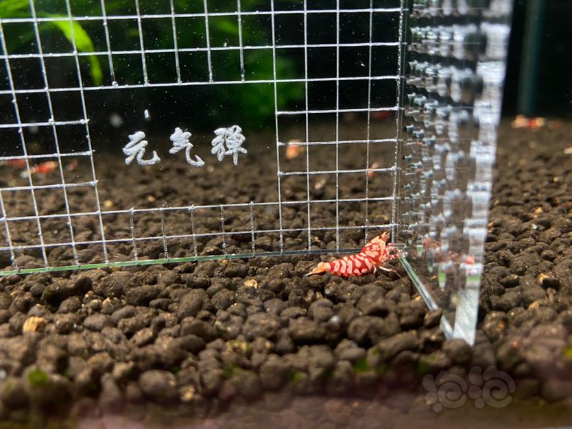 【虾】2021-5-28#RMB拍卖#太极红花虎4只-图2