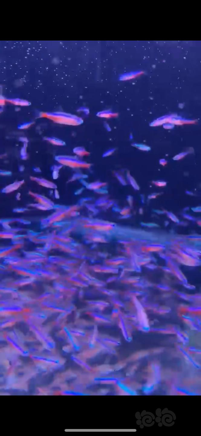 【水晶虾】特惠非洲巨网虾，宝莲灯鱼委内瑞拉黑鼠鱼黑白双星火焰铅笔-图4