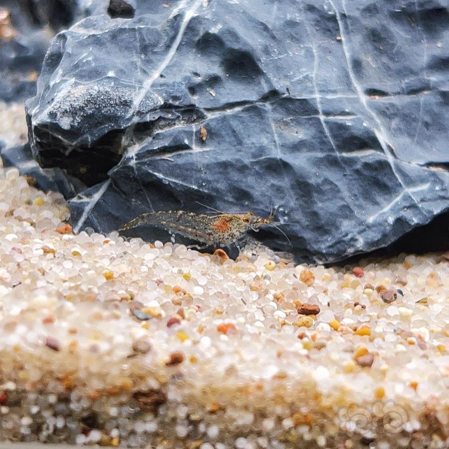 黑壳虾抱卵啦-图3