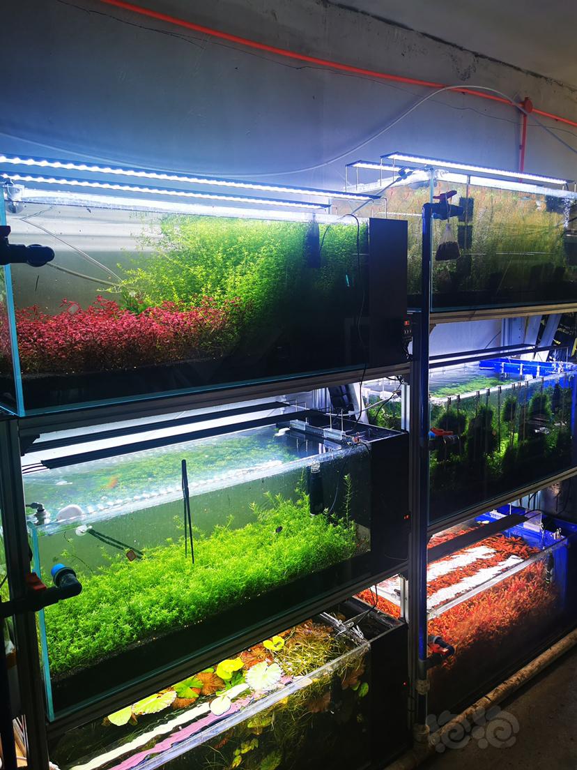 尼奥xp系列水草灯，并联灯盘专业草房养殖-图6