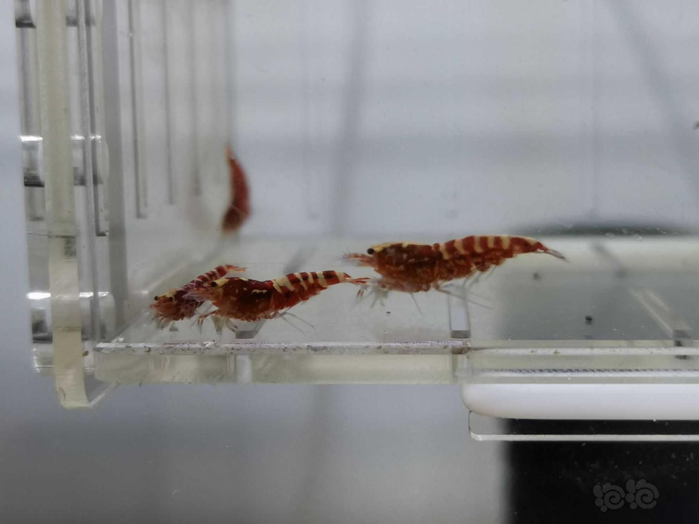 【虾】2021-05-20#RMB拍卖红银河水晶虾16只-图1