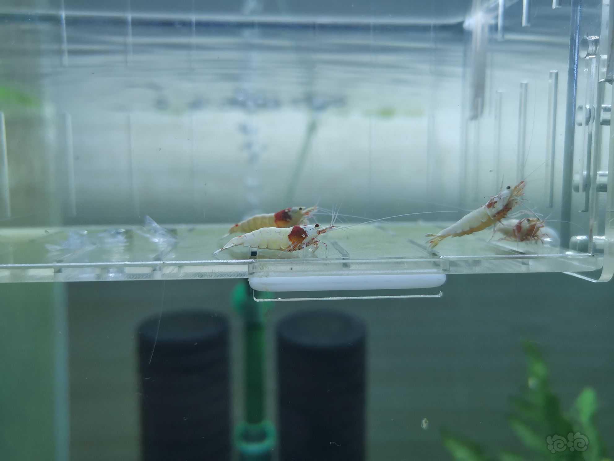 【虾】2021-05-25#RMB拍卖红白水晶虾成公8只-图2