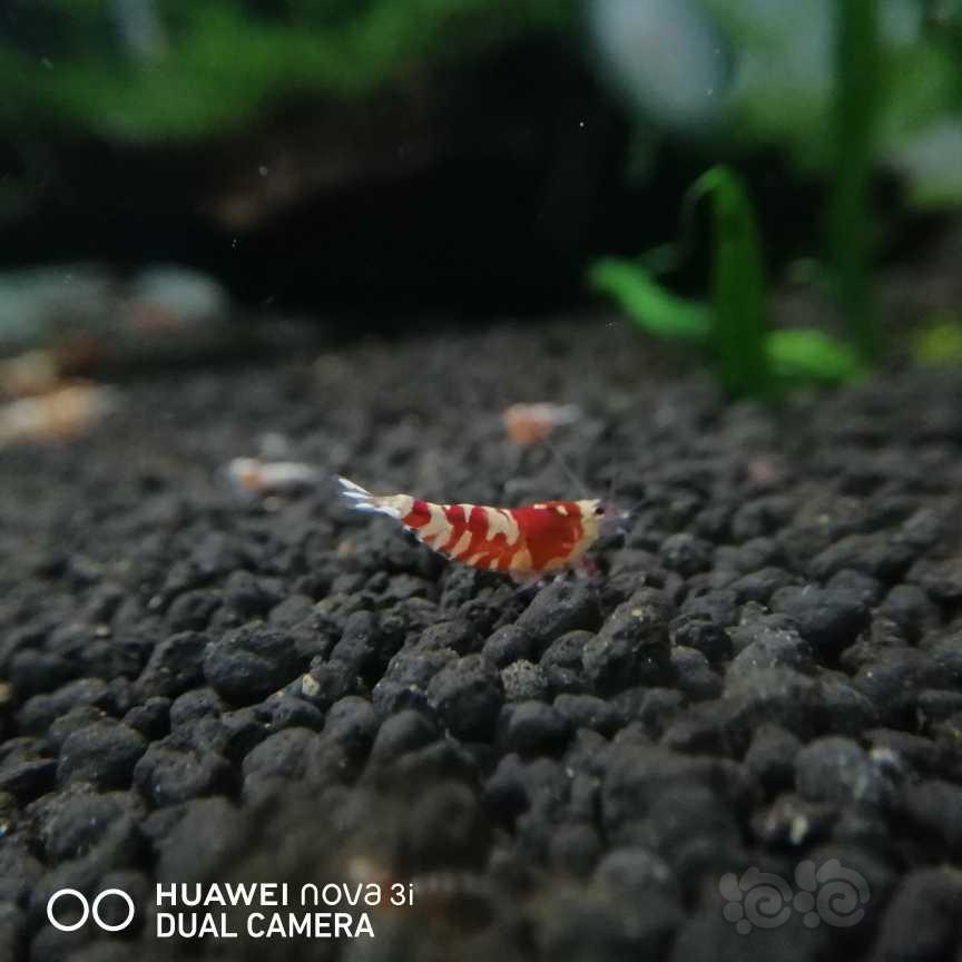 【虾】2021-05-26＃RMB拍卖红花虎3只-图2