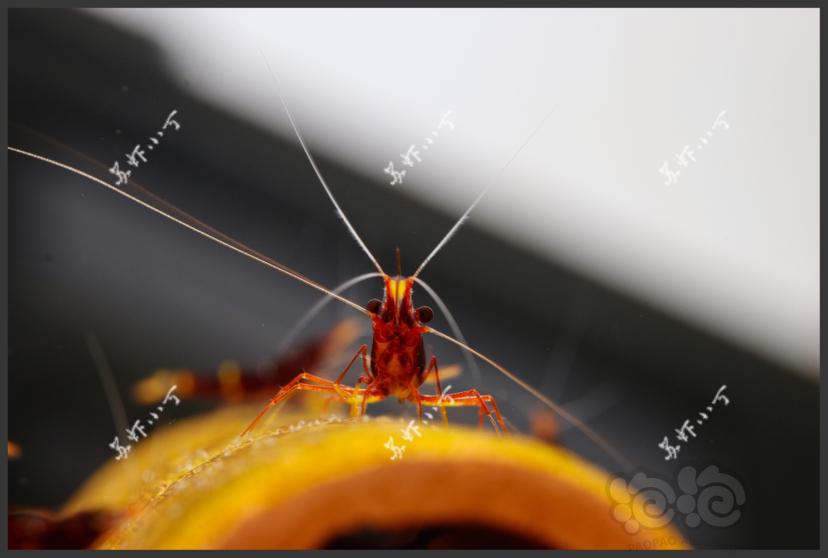 黄斑 帝格里 橙兔螺  微拍练习中-图1