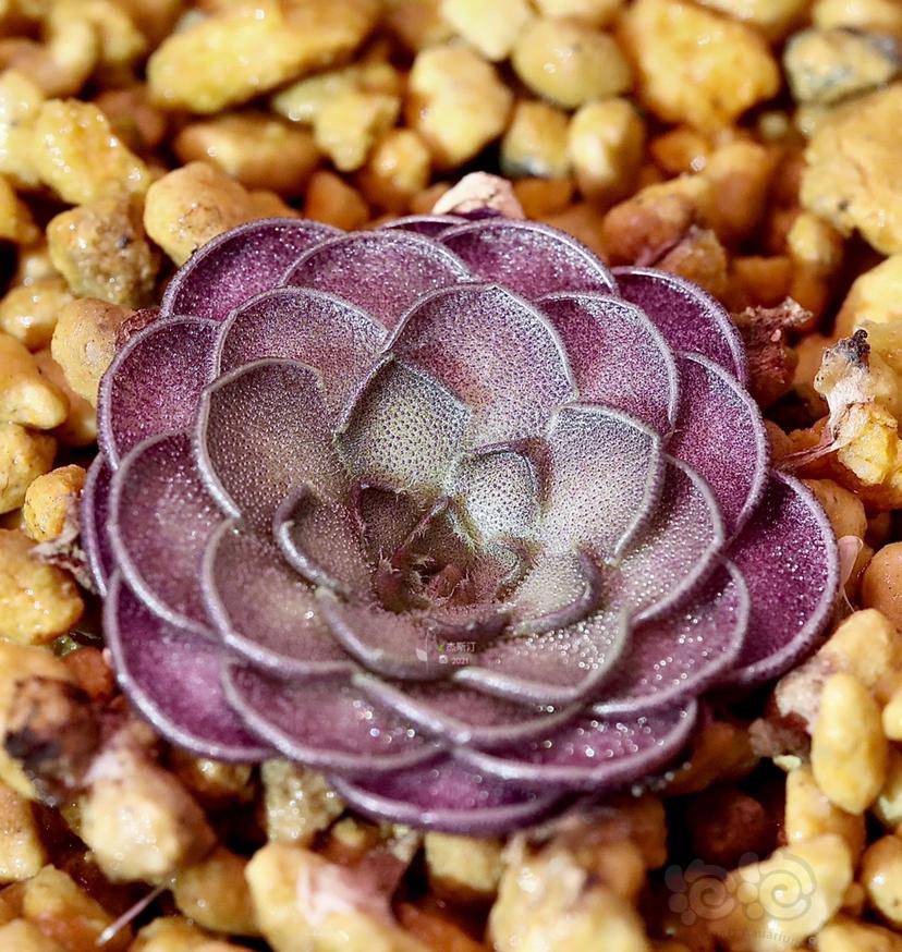 【食虫】圆切捕虫堇-图1