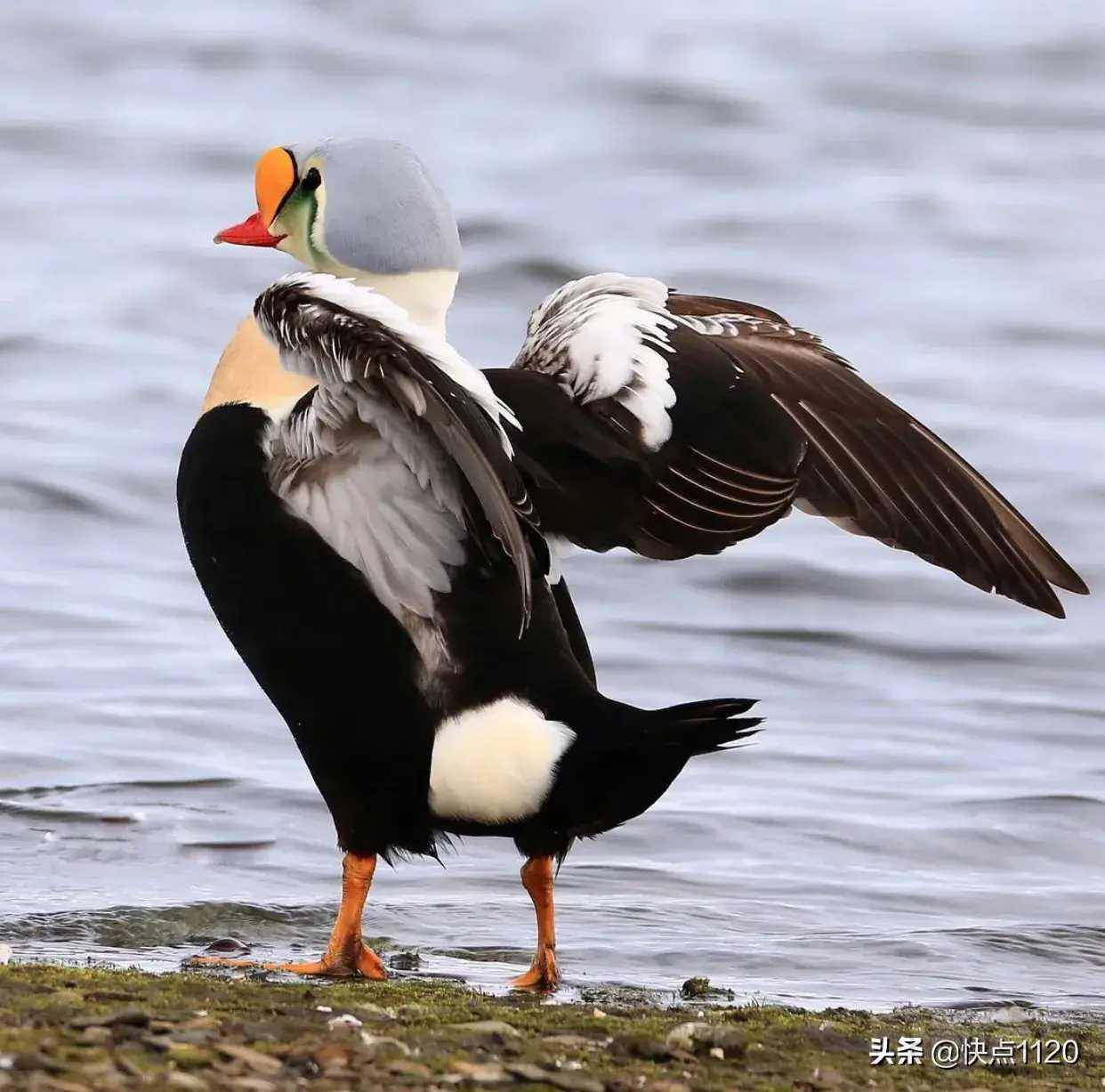 动物世界王绒鸭kingeider分布于北极海岸在北欧