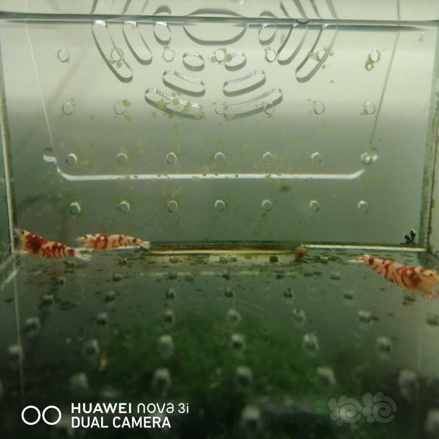 【虾】2021-05-26＃RMB拍卖红花虎3只-图5