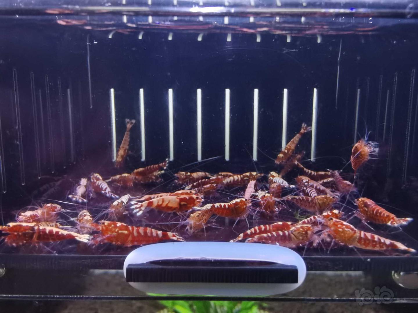 【虾】2021-5-9#RMB拍卖红银河水晶虾40只-图1