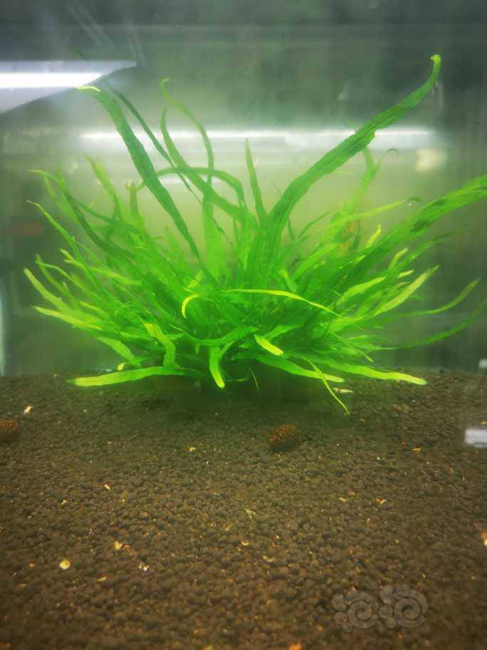 出细叶铁珊瑚莫斯