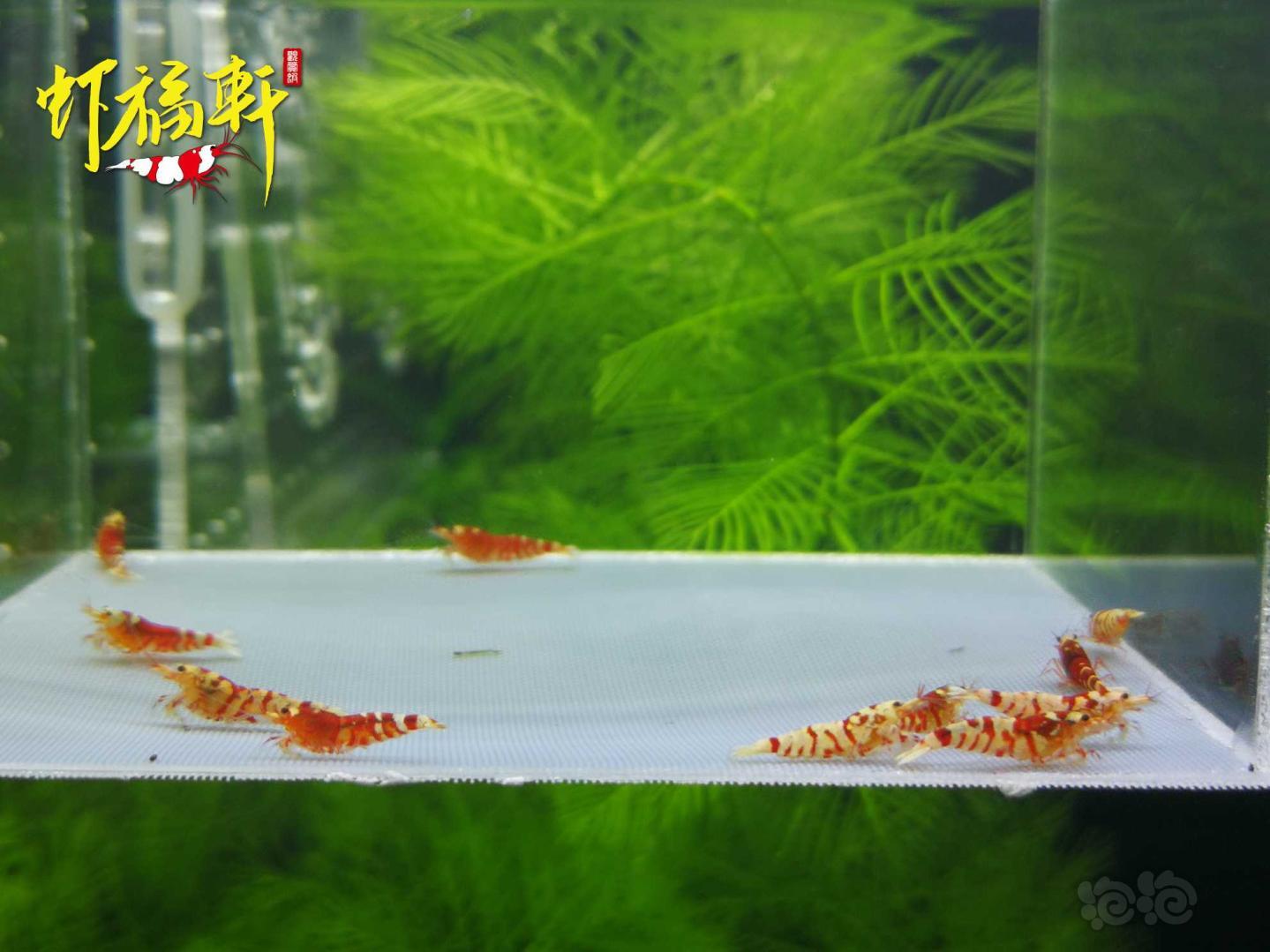 【虾】2021-05-05#RMB拍卖#红花虎淘汰苗10只-图4