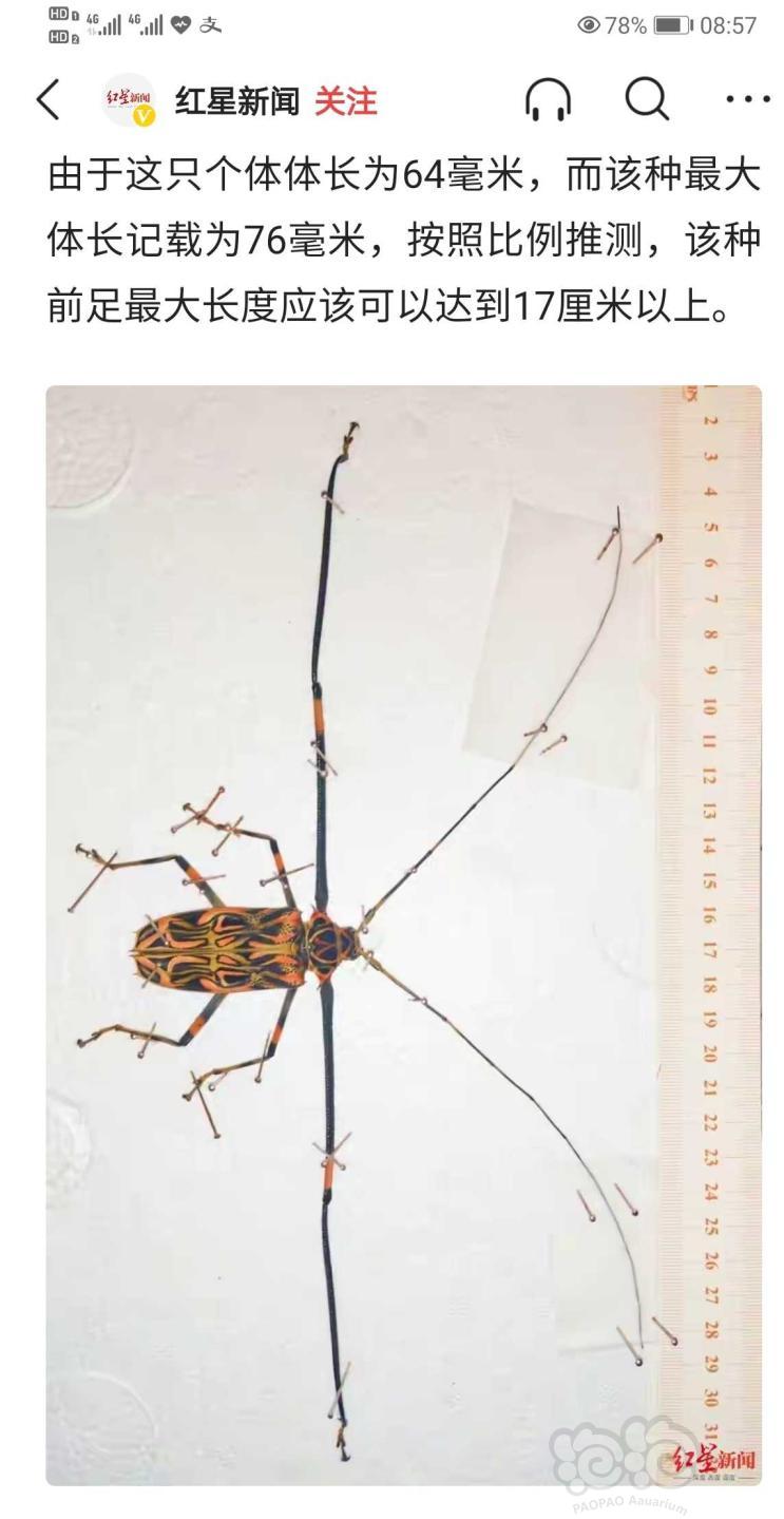 世界上腿最长的甲虫腿有多长？这位“大长腿先生”已超可查记录-图4