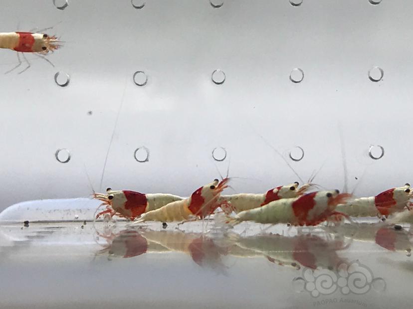 【虾】2021-5-30#RMB拍卖#红白水晶虾小苗子一份12只-图8