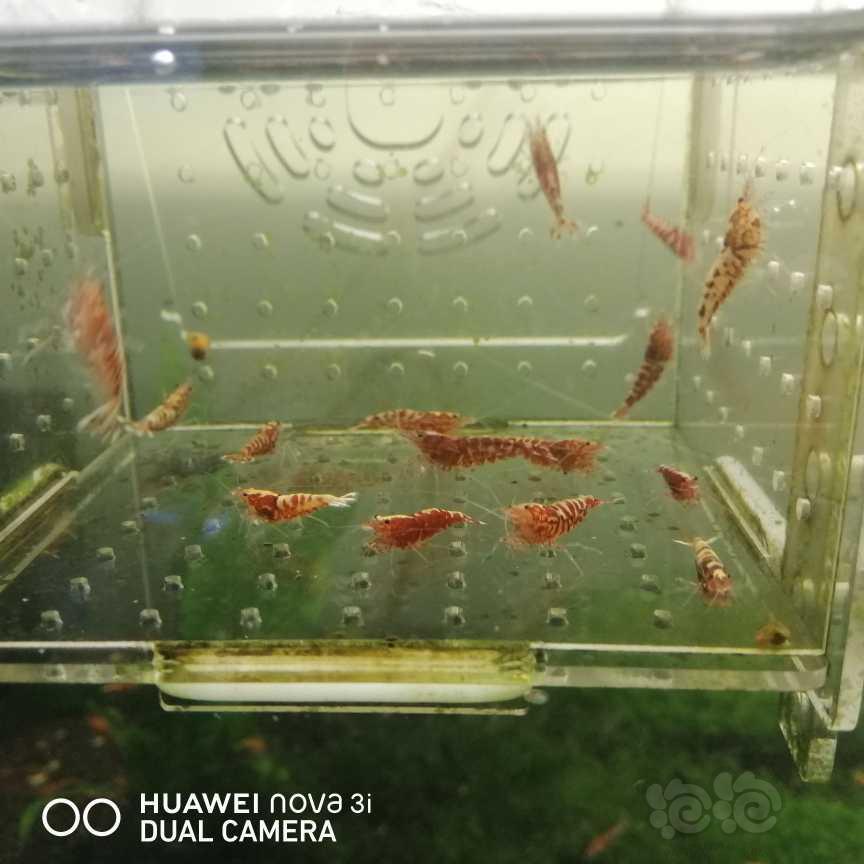 【虾】2021-05-23＃RMB拍卖淘汰红银河15只-图3