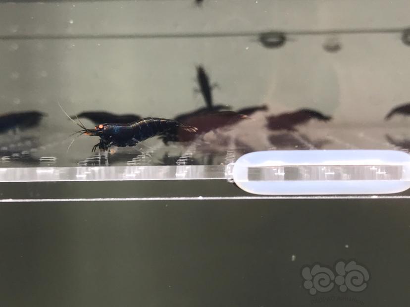 【虾】2021-5-20#RMB拍卖#金眼黑钻水晶虾一份22只-图5
