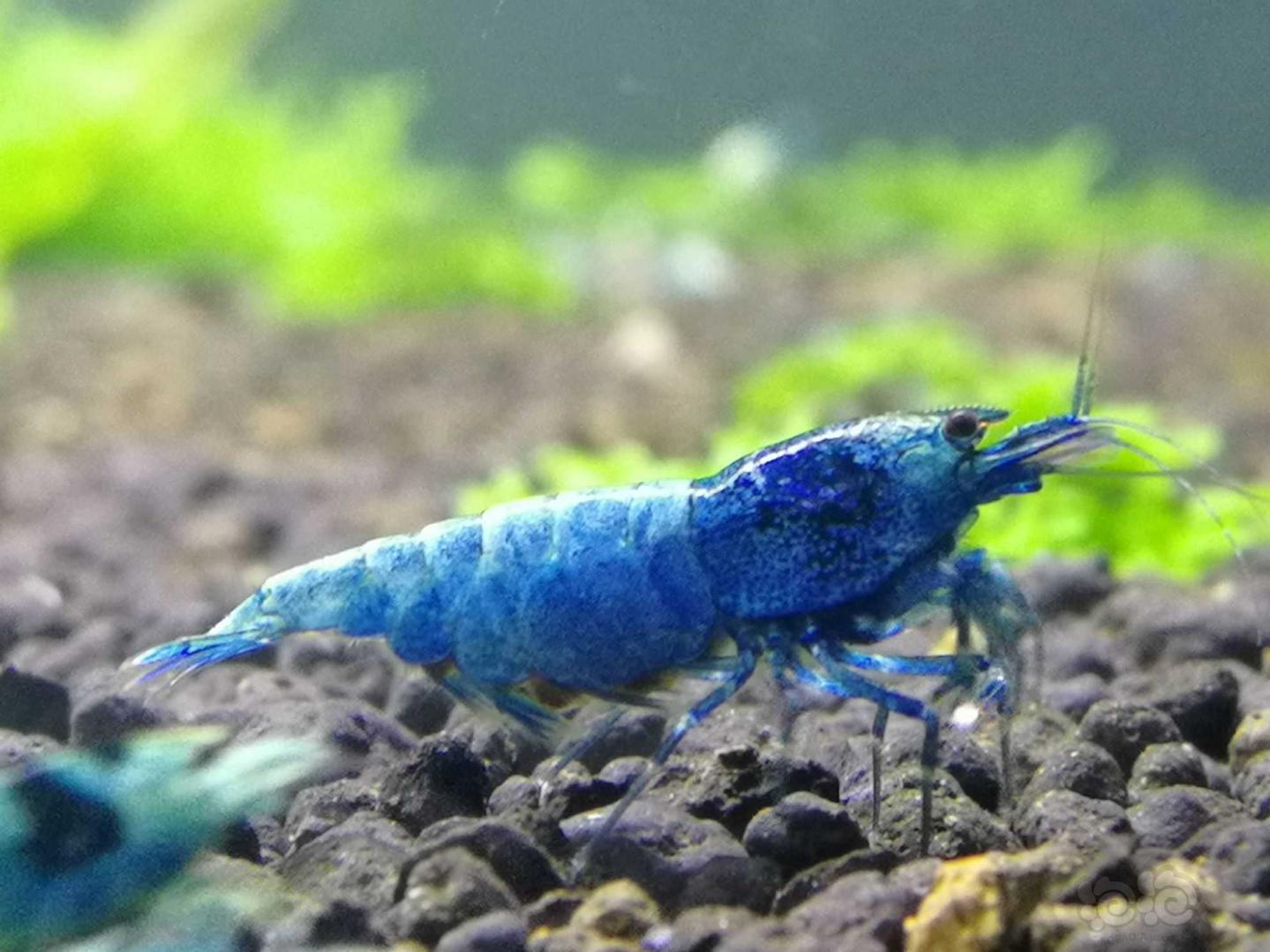 蓝金刚水晶虾